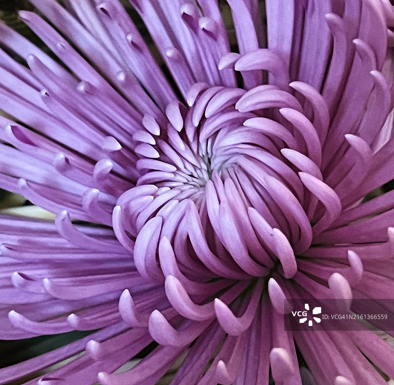 紫色菊花的微距照片图片素材