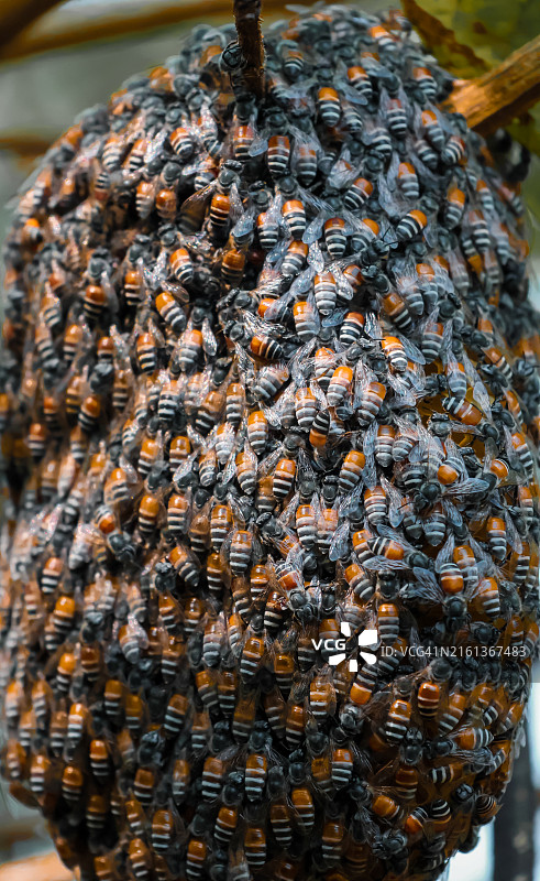 蜜蜂与蜂巢在柳条筐上采蜜特写图片素材