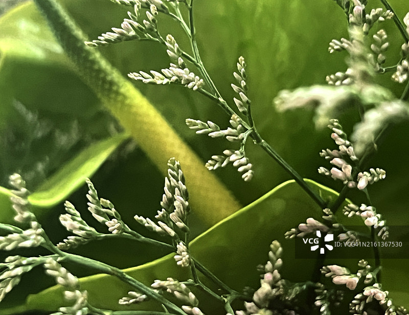 一件和绿色花烛的花束特写图片素材