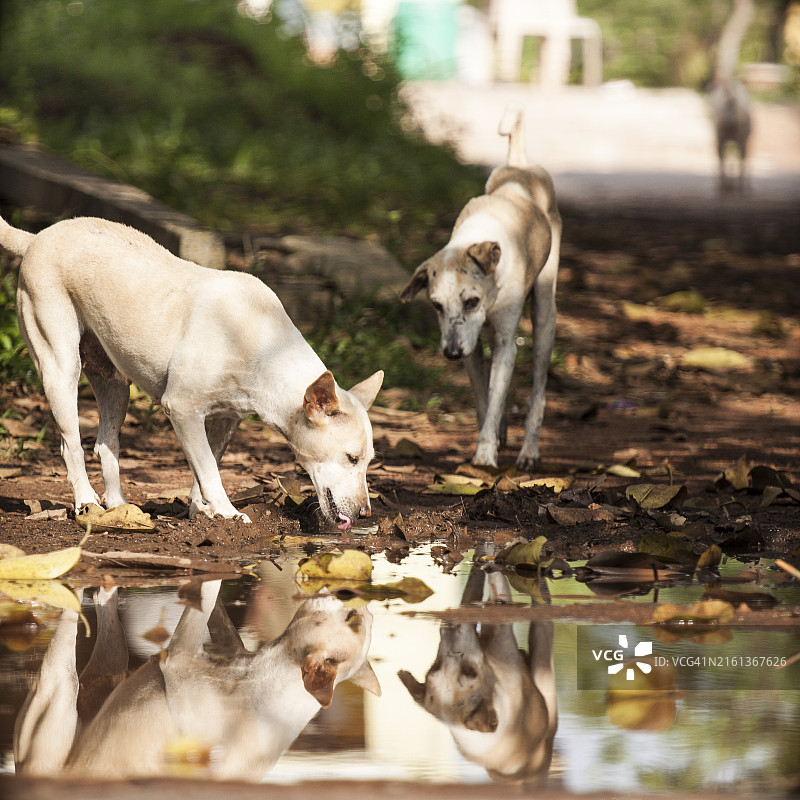 两只在路上的水坑里玩耍和饮水的流浪狗图片素材