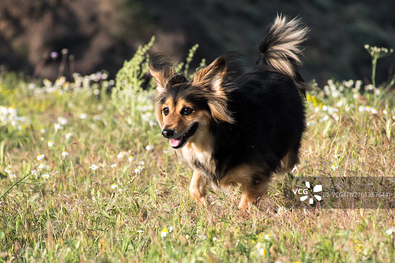 低角度拍摄的小狗在草地上奔跑的特写图片素材