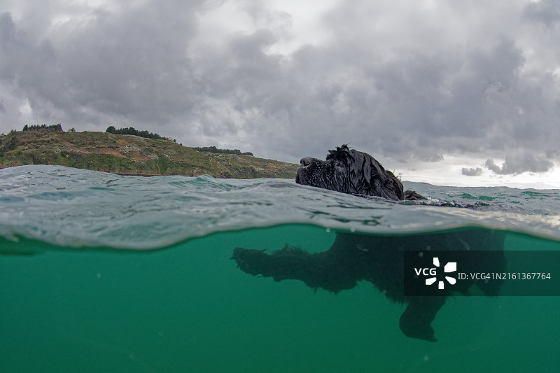 黑狗在海中游泳的水下视角图片素材