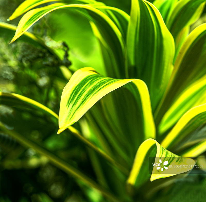 充满活力的杂色植物特写镜头图片素材