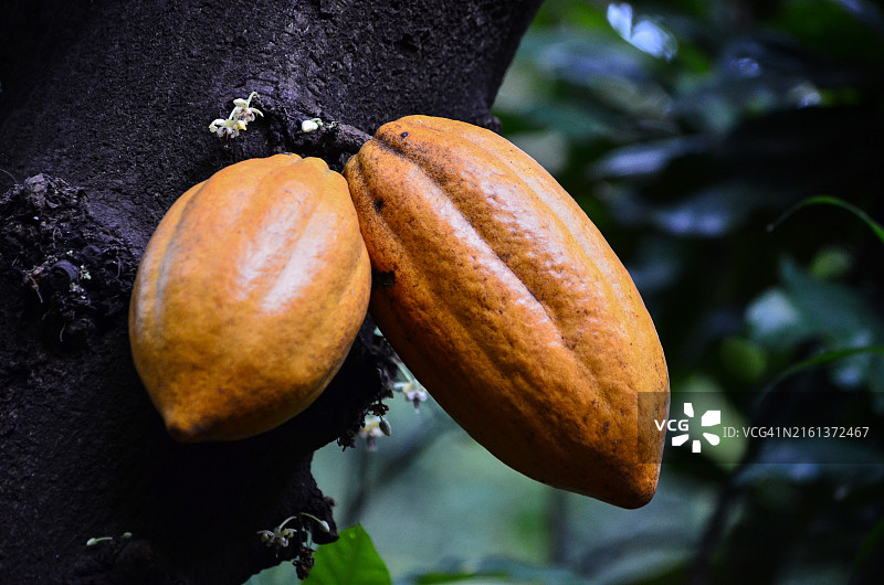 树上的可可图片素材