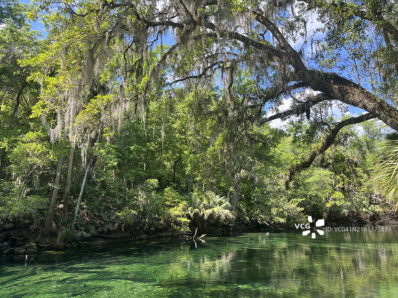 巨大的老活橡树，有西班牙苔藓，可观赏水景和泉水，蓝泉州立公园图片素材