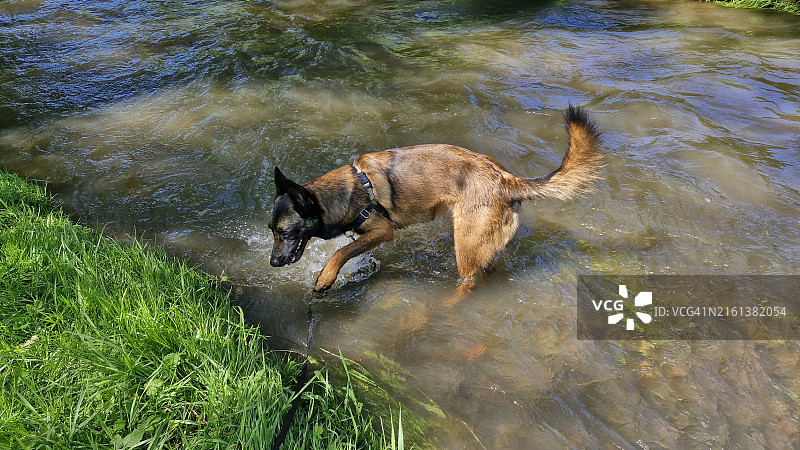 在河里玩耍的快乐的马里努阿牧羊犬图片素材