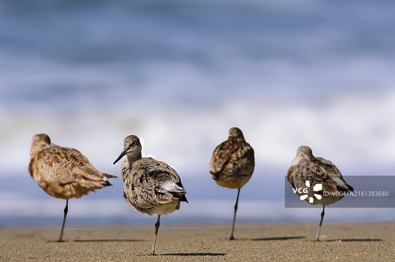 站在太平洋海岸海滩上的滨鸟图片素材