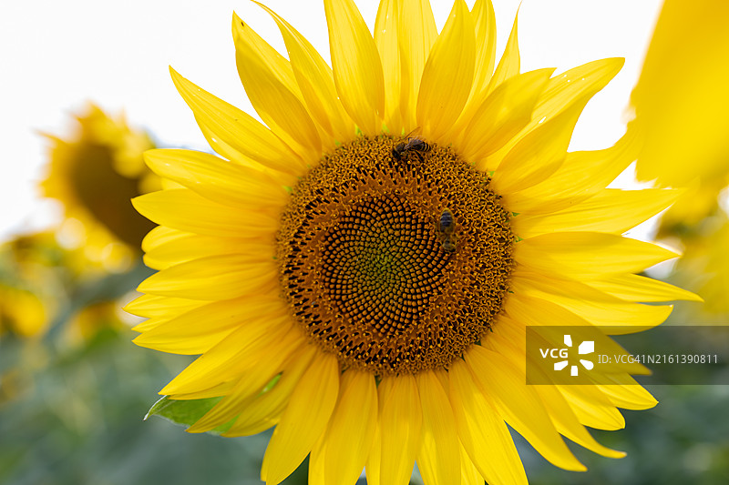 向日葵特写图片素材