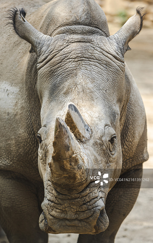 野生犀牛特写图片素材