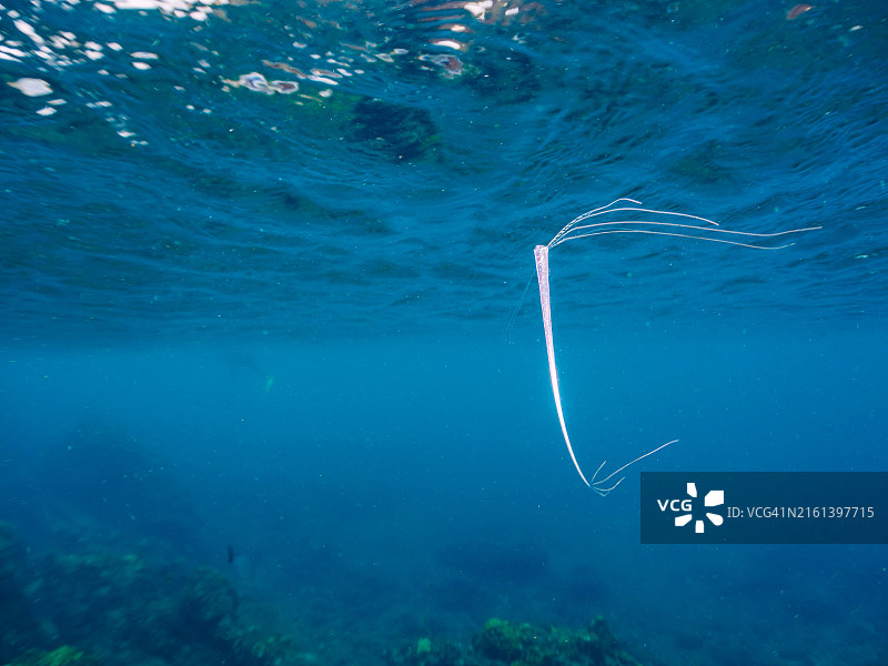 美丽稀有的深海鱼：皇带鱼幼鱼图片素材