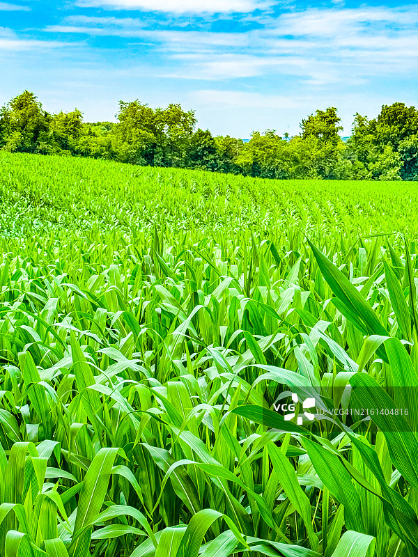 七月生长的玉米秸秆，科普克图片素材