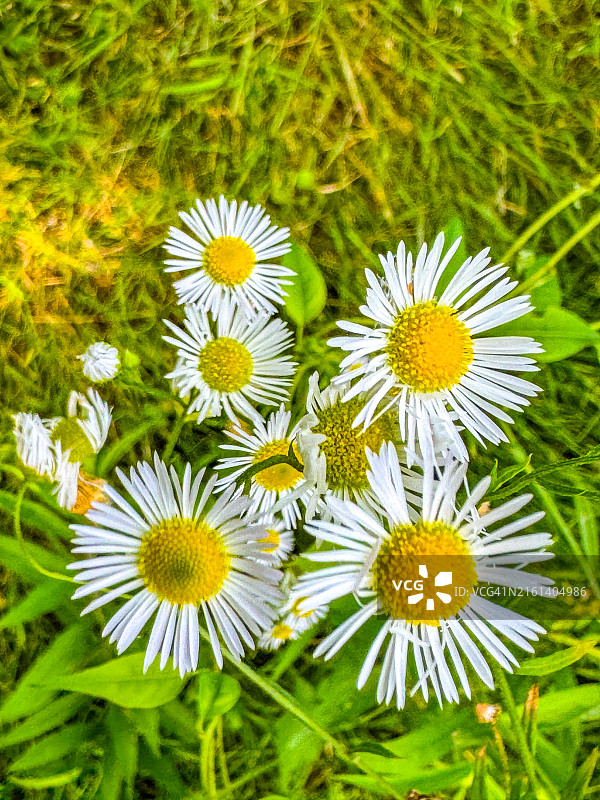 大巴灵顿新生的白色翠菊花蕾，黄色中心图片素材