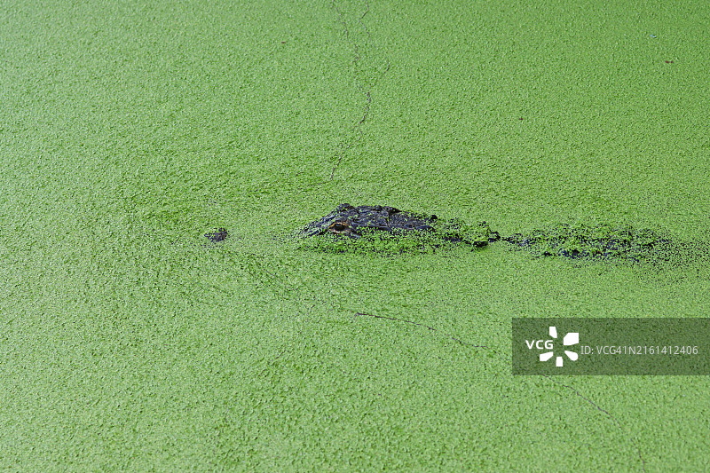 美国短吻鳄在满是浮萍的水中滑行图片素材