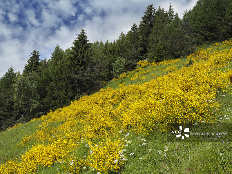 瓦尔迪维德罗，奥索拉的卡萨拉维拉阿尔卑斯山与大量金雀花图片素材
