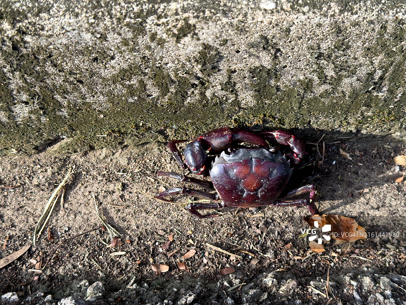 田地里的螃蟹图片素材