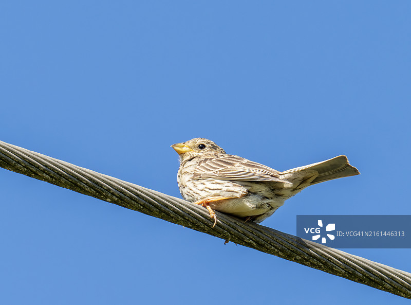 谷鹀：英国苏格兰法夫郡图片素材