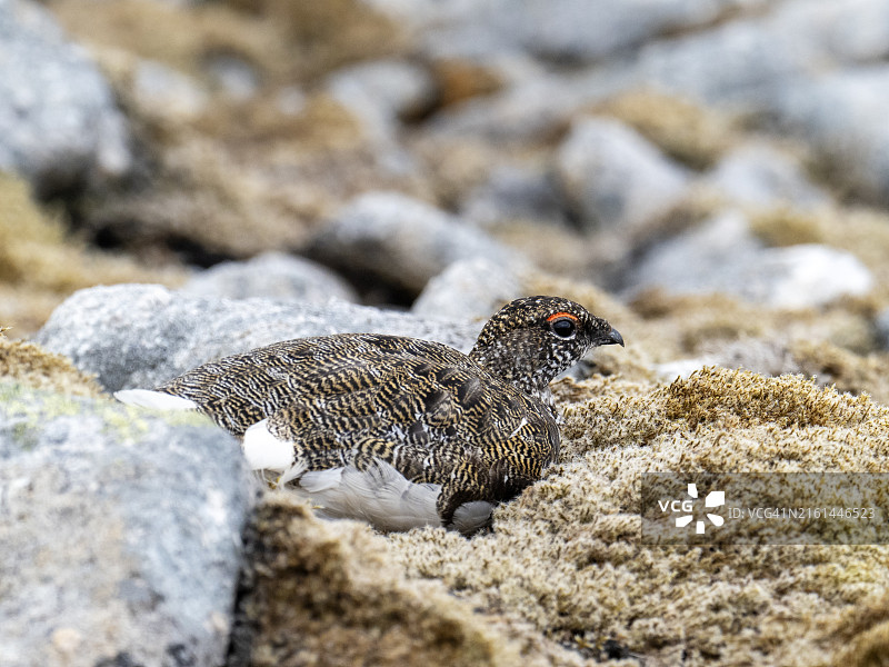 凯恩戈姆山的雷鸟图片素材