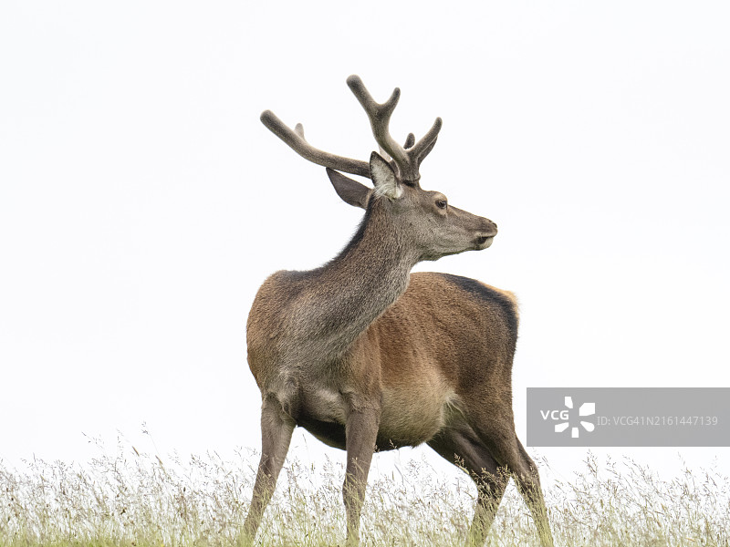 斯特拉斯内恩的红鹿图片素材