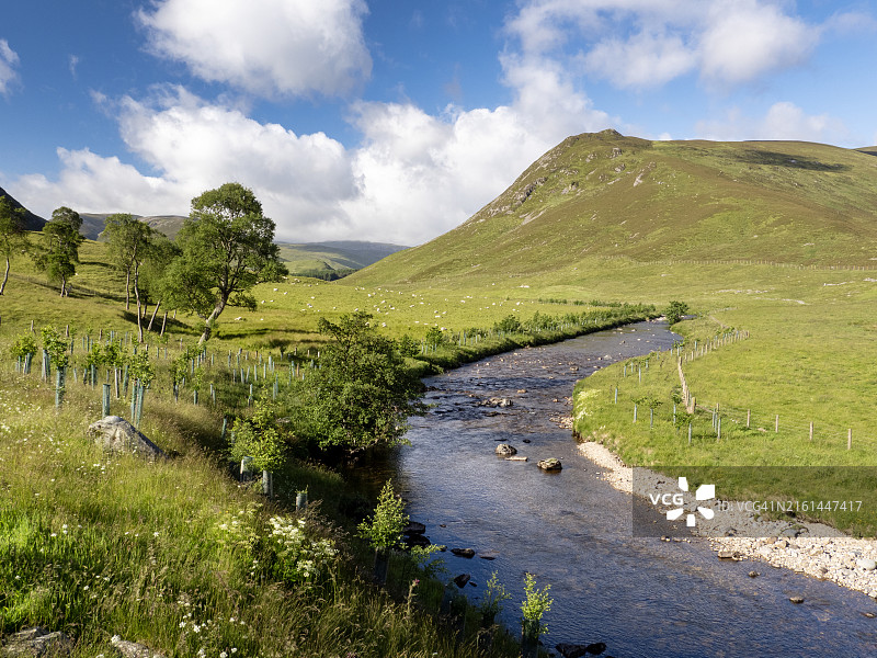 在英国苏格兰布雷马附近的克鲁尼河上进行植树和保护工作，以改善鱼类和其他野生动物的栖息地图片素材