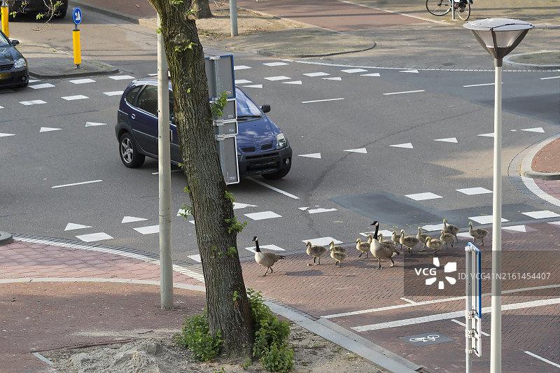 在荷兰海牙穿过道路的加拿大雁图片素材
