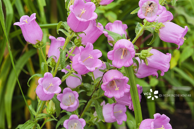 风铃草图片素材