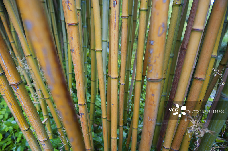 竹子图片素材