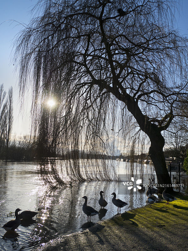 英国阿宾登圣海伦斯码头的鹅群图片素材