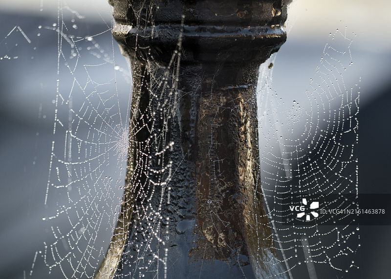 英国阿宾登圣海伦斯码头日出秋雾，照亮蜘蛛网图片素材