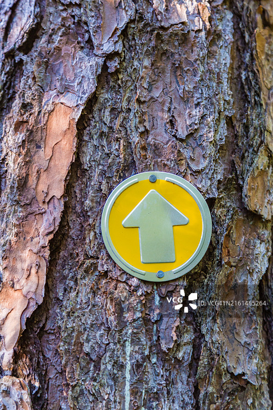 在密西西比州哈蒂斯堡附近的保罗·B·约翰逊州立公园的南部松树小径上的黄色火焰小径标记图片素材