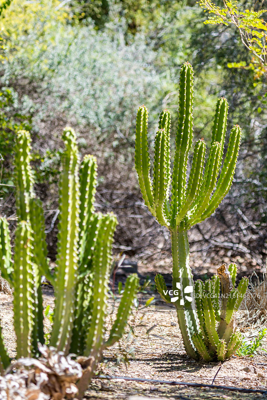 亚利桑那州凤凰城动物园的仙人掌图片素材