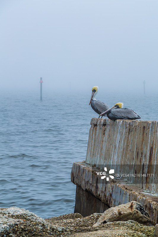 栖息在密西西比州长滩海堤上的棕色鹈鹕图片素材