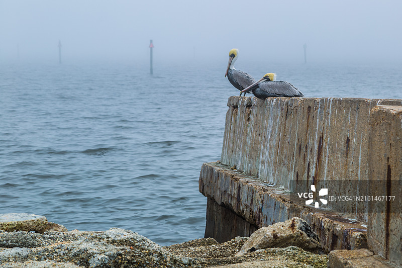 栖息在密西西比州长滩海堤上的棕色鹈鹕图片素材