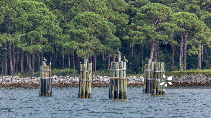 阿拉巴马州摩根堡墨西哥湾沿岸的棕色鹈鹕图片素材