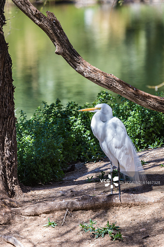 栖息在亚利桑那州凤凰城动物园泻湖旁树根上的大白鹭图片素材