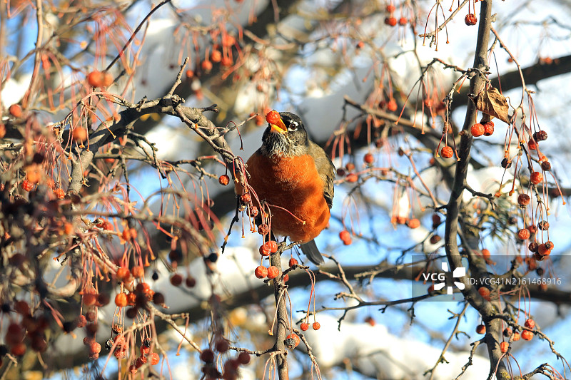 冬季以海棠果为食的知更鸟图片素材