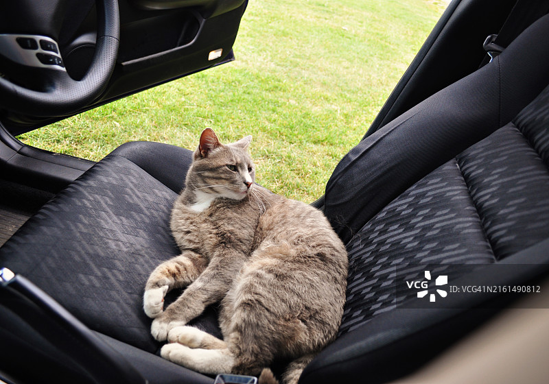 Lyn Randle：虎斑猫坐在汽车驾驶座上图片素材