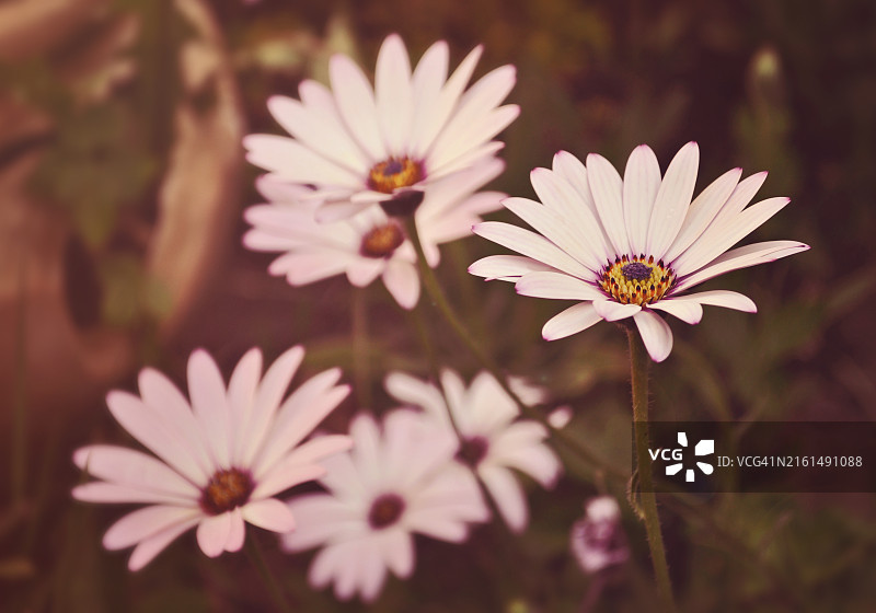 琳·兰德尔六月花园粉色花朵图片素材