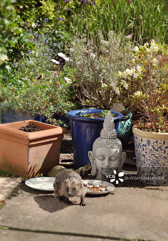 Lyn Randle 城市花园里的刺猬，旁边有食物和饮料图片素材