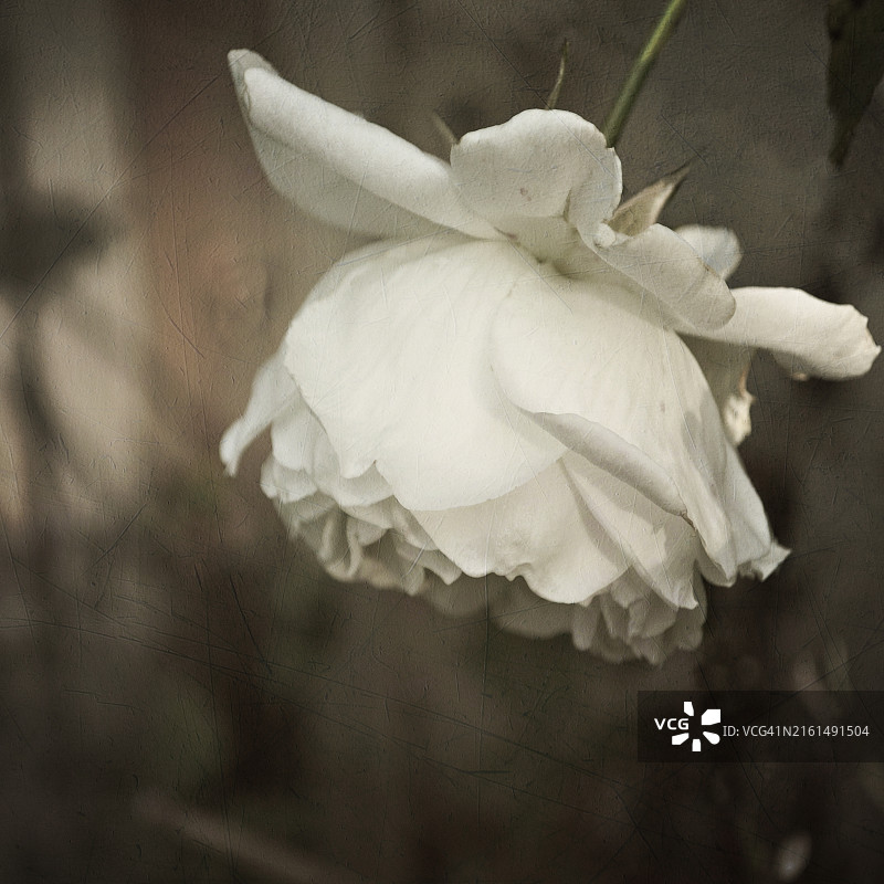 Lyn Randle：黑白下垂的白玫瑰图片素材