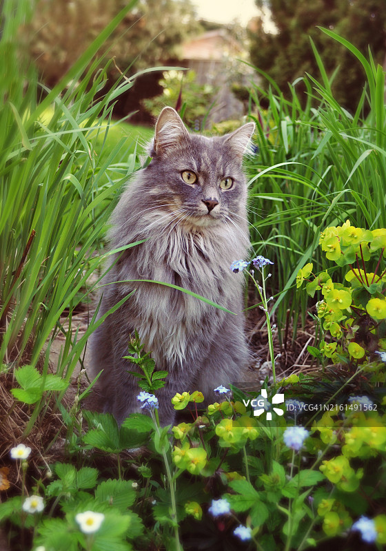 琳·兰德尔：英国蓝色长毛猫坐在花园植物中图片素材