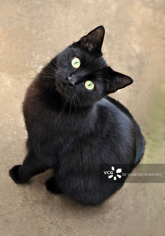 向上凝视的可爱黑猫图片素材
