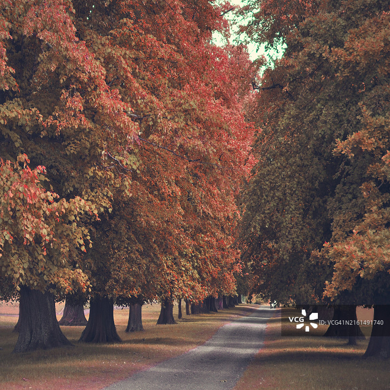 林·兰德尔：秋树成荫的乡村小路图片素材