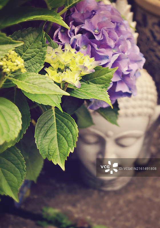 蓝色绣球花与石佛花园装饰图片素材