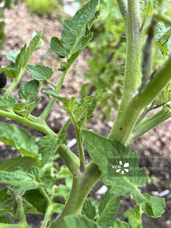韭菜花图片素材