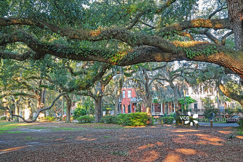 迷人的萨凡纳风光图片素材