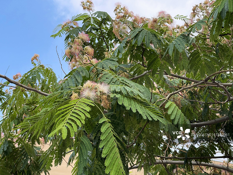 合欢树图片素材