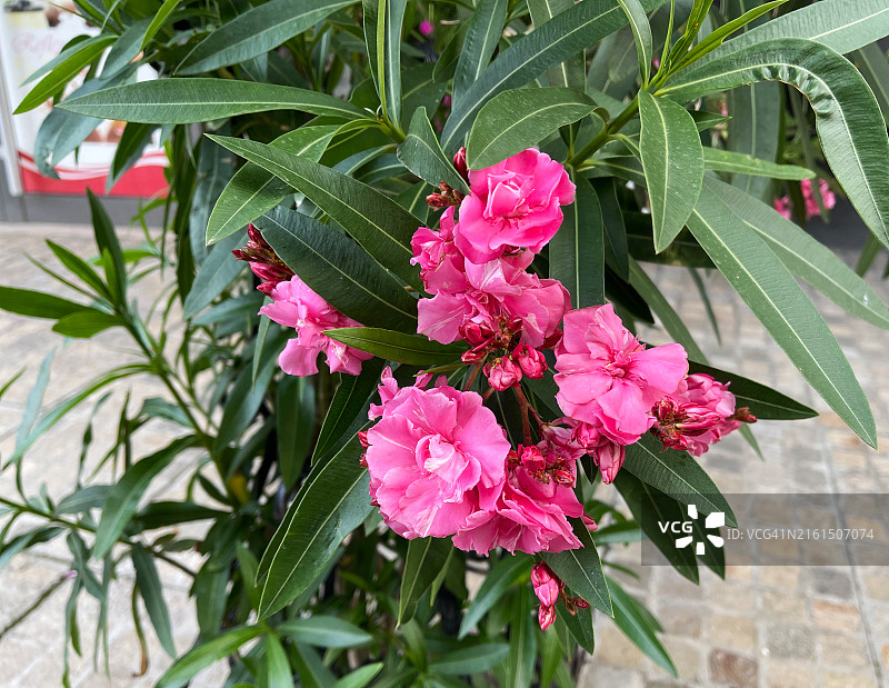 夹竹桃图片图片素材