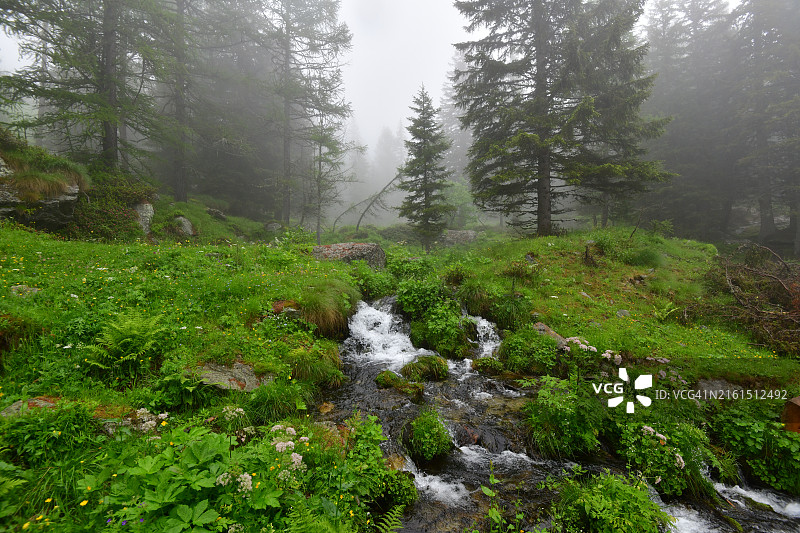 雾中的落叶松林溪流图片素材