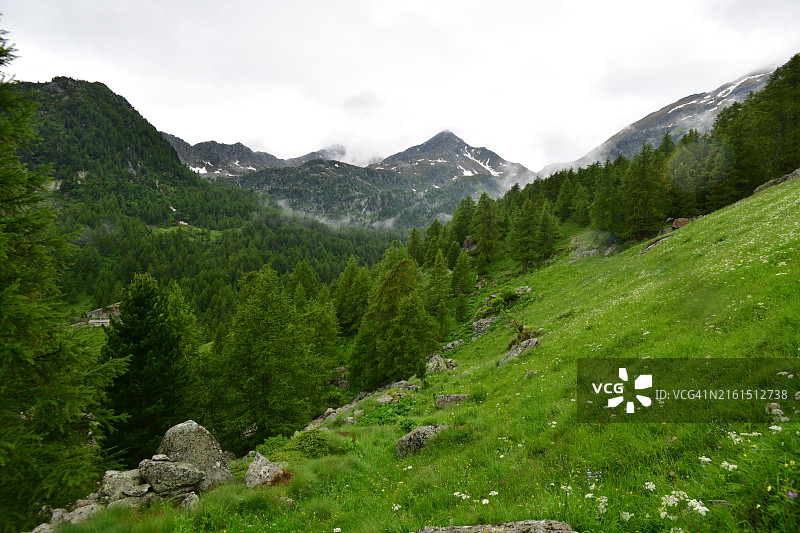 绿色草地与绿色落叶松林图片素材