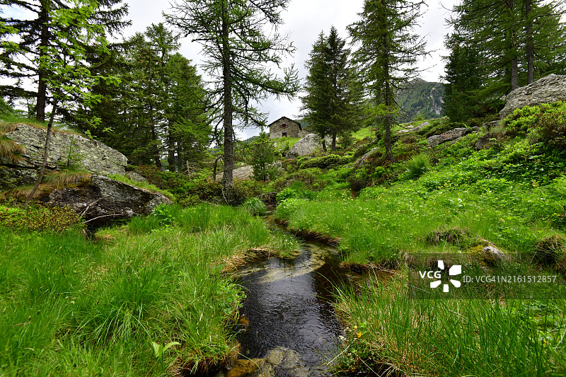 落叶松森林中的沼泽图片素材